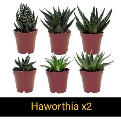 Show full view: ReptiFauna Desert Starter 2-in Pot Live Plant, 6 count slide 5 of 5