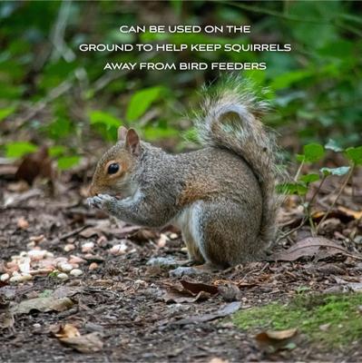 Show full view: Pennington Classic Shelled Peanuts Wild Bird Food Treats, 5-lb bag slide 5 of 10