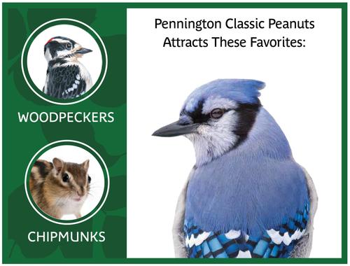 Show full view: Pennington Classic In Shell Peanuts Wild Bird Food Treats, 5-lb bag slide 4 of 11