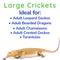 Show in main carousel: Feeder Insects Live Crickets Reptile Food, Large, 120 count slide 4 of 6