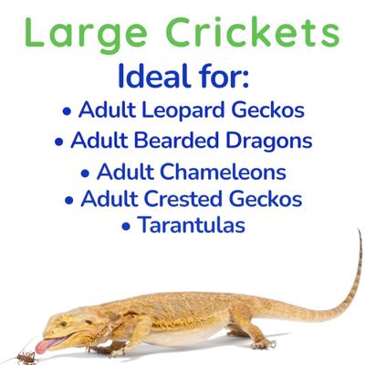 Show full view: Feeder Insects Live Crickets Reptile Food, Large, 120 count slide 4 of 6