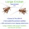 Show in main carousel: Feeder Insects Live Crickets Reptile Food, Large, 120 count slide 3 of 6