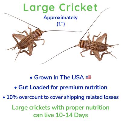 Show full view: Feeder Insects Live Crickets Reptile Food, Large, 120 count slide 3 of 6