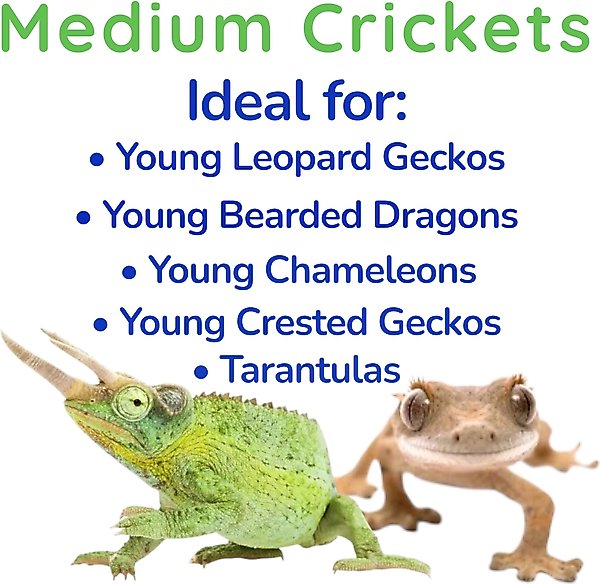 Show full view: Feeder Insects Live Crickets Reptile Food, Medium, 60 count slide 4 of 5
