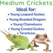 Show in main carousel: Feeder Insects Live Crickets Reptile Food, Medium, 60 count slide 4 of 5