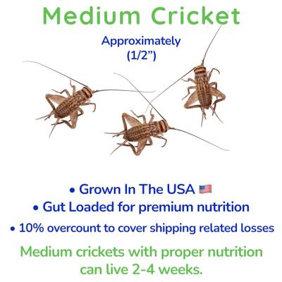 Show full view: Feeder Insects Live Crickets Reptile Food, Medium, 120 count slide 3 of 6