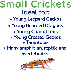 Feeder Insects Live Crickets Reptile Food, Small, 120 count slide 2 of 5