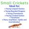 Show in main carousel: Feeder Insects Live Crickets Reptile Food, Small, 120 count slide 4 of 6