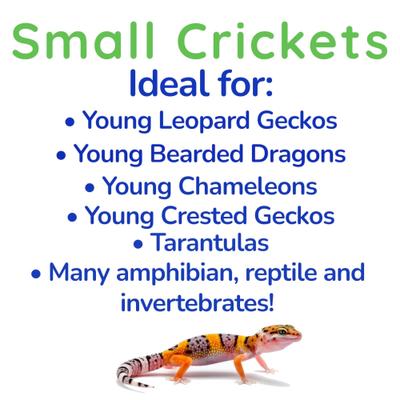 Show full view: Feeder Insects Live Crickets Reptile Food, Small, 120 count slide 4 of 6