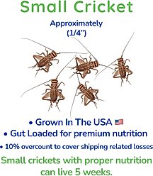 Feeder Insects Live Crickets Reptile Food, Small, 60 count slide 2 of 5