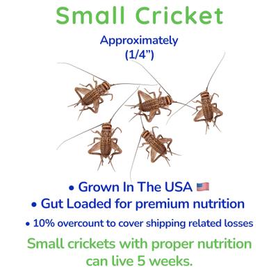 Show full view: Feeder Insects Live Crickets Reptile Food, Small, 120 count slide 3 of 6