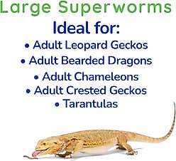 Feeder Insects Live Superworm Reptile Food, Large, 100 count slide 2 of 5