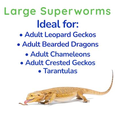 Show full view: Feeder Insects Live Superworm Reptile Food, Large, 500 count slide 4 of 6