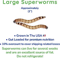 Feeder Insects Live Superworm Reptile Food, Large, 500 count slide 2 of 5