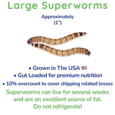 Show full view: Feeder Insects Live Superworm Reptile Food, Large, 500 count slide 3 of 6