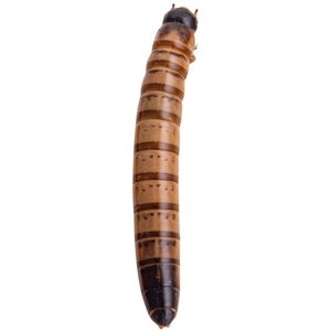 Feeder Insects Live Superworm Reptile Food, Large, 100 count