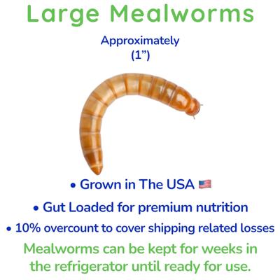 Show full view: Feeder Insects Live Mealworm Reptile Food, Large, 250 count slide 3 of 6