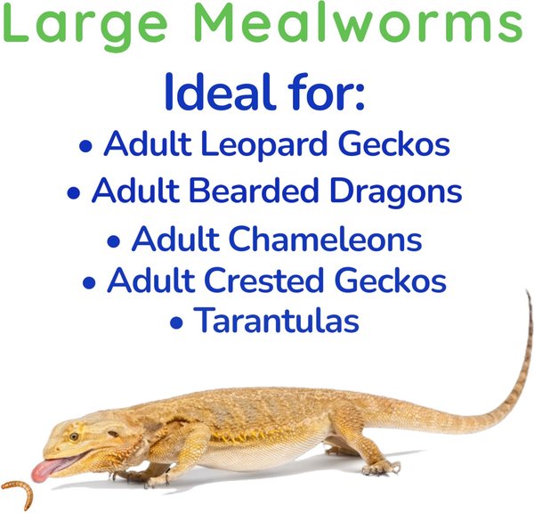 Feeder Insects Live Mealworm Reptile Food, Large