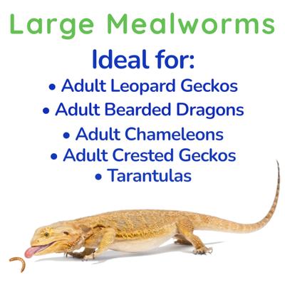 Show full view: Feeder Insects Live Mealworm Reptile Food, Large, 250 count slide 4 of 6