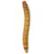 Show in main carousel: Feeder Insects Live Mealworm Reptile Food, Large, 100 count slide 1 of 5