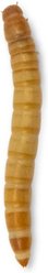 Feeder Insects Live Mealworm Reptile Food, Large, 100 count