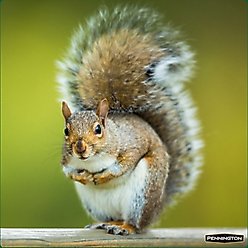Pennington Critter Cobbler Corn Cob Squirrel Feeder slide 2 of 6