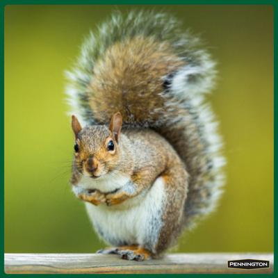 Show full view: Pennington Critter Cobbler Corn Cob Squirrel Feeder slide 6 of 9