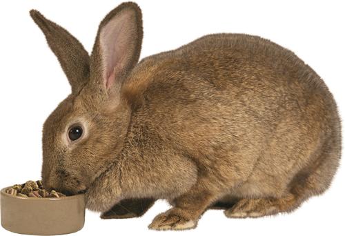 Show full view: Kaytee Stoneware Pet Bowl, Blue & Tan, 5-in slide 4 of 6