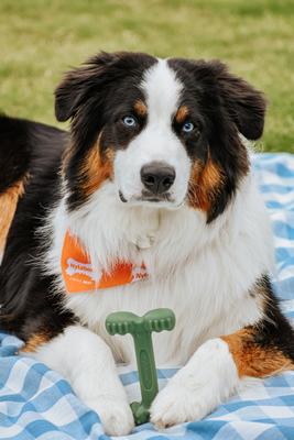 Show full view: Nylabone Power Chew Easy-Hold Dog Dental Chew Toy Easy Hold Bacon, Large slide 5 of 11