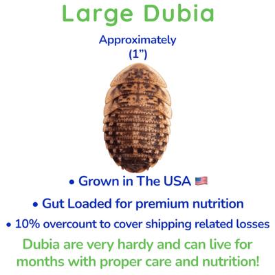 Show full view: Feeder Insects Live Dubia Reptile Food, Large, 250 count slide 3 of 6