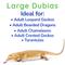 Show in main carousel: Feeder Insects Live Dubia Reptile Food, Large, 250 count slide 4 of 6