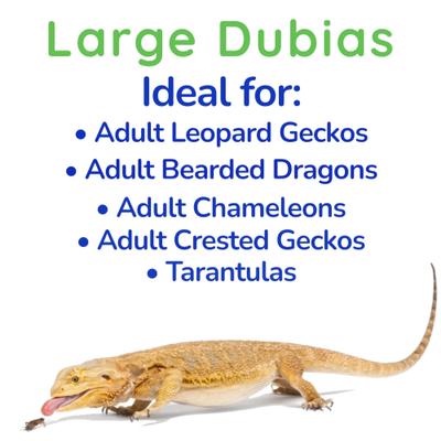 Show full view: Feeder Insects Live Dubia Reptile Food, Large, 250 count slide 4 of 6