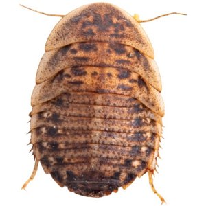 Feeder Insects Live Dubia Reptile Food, Large, 250 count