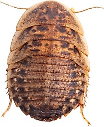 Feeder Insects Live Dubia Reptile Food, Large, 50 count