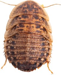 Feeder Insects Live Dubia Reptile Food, Large, 50 count