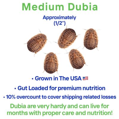 Show full view: Feeder Insects Live Dubia Reptile Food, Medium, 100 count slide 3 of 6