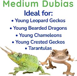 Feeder Insects Live Dubia Reptile Food, Medium, 50 count slide 2 of 5