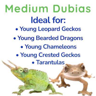 Show full view: Feeder Insects Live Dubia Reptile Food, Medium, 100 count slide 4 of 6