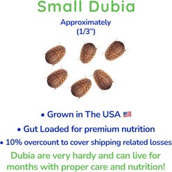 Feeder Insects Live Dubia Reptile Food, Small, 1000 count slide 2 of 5