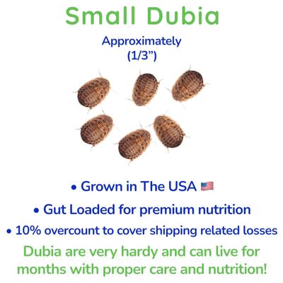 Show full view: Feeder Insects Live Dubia Reptile Food, Small, 50 count slide 3 of 6