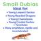 Show in main carousel: Feeder Insects Live Dubia Reptile Food, Small, 50 count slide 4 of 6