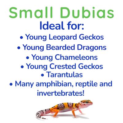 Show full view: Feeder Insects Live Dubia Reptile Food, Small, 50 count slide 4 of 6