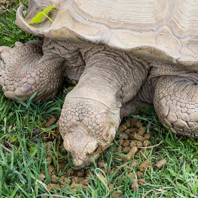 Show full view: Zoo Med Natural Grassland Tortoise Food, 50-lb bag slide 4 of 5