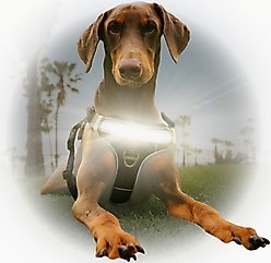Lumi Pawtners Lumi One Dog Harness, Black, X-Large: 18 to 35-in chest