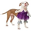 Show in main carousel: Frisco Front Walking Pop Star Dog Costume, Large slide 2 of 10