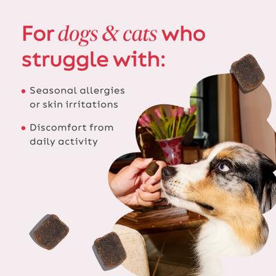 Show full view: Super Snouts Hemp + Shroom Immunity Soft Chews Broad Spectrum Hemp Extract Supplement for Dogs & Cats, 30 count slide 6 of 11