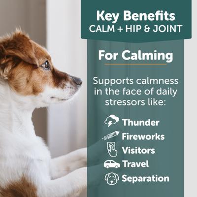 Show full view: ThunderBites Calm+ Chicken Flavored Chew Hip & Joint Supplement for Dogs, 90 count slide 4 of 9
