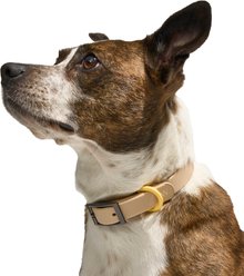 Wild One Adjustable Waterproof Flex-Poly Coated Nylon Dog Collar, Tan, Small slide 2 of 5