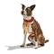 Show in main carousel: Wild One Adjustable Cushioned Dog Harness, Tan, Small slide 3 of 9