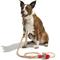 Show in main carousel: Wild One Hands-Free Adjustable Rope Dog Leash, Standard: 4 1/3 to 8 1/2-ft long, 1/2-in wide, Tan slide 5 of 8